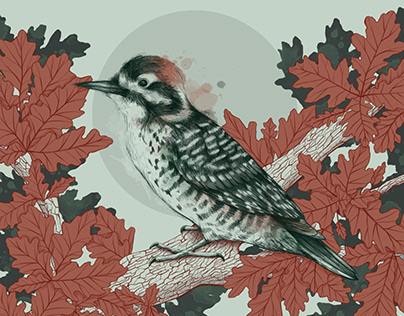 Nuttall´s woodpecker