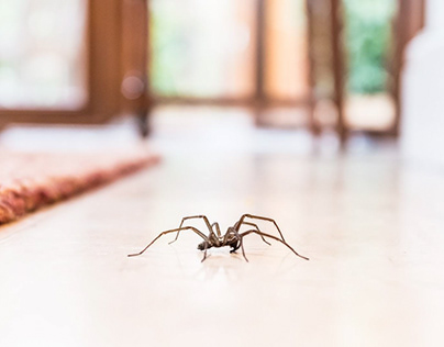 Spider extermination service in Ohio