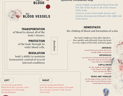 Cardiovascular System: infographics