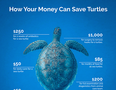 Saving Sea Turtles | Infographic