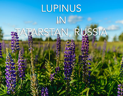Lupinus in Tatarstan, Russia
