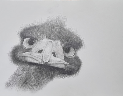 Desenho a Lápis (Avestruz-comum)
