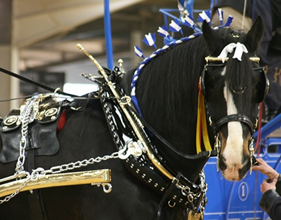 National Shire Horse Show 2015 - Arena UK