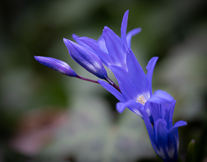 Der Frühling in Blau #