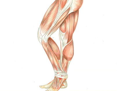 Scientific Illustration - Human Anatomy