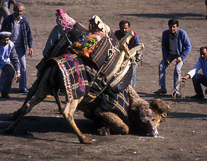 Camel wrestling festival, Kumlucha, Turkey 1988
