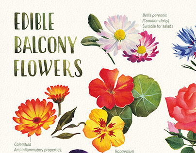 Edible balcony flowers, poster illustration