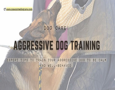 Aggressive Dog Training Tips