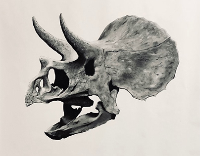 Juvenile Triceratops Skull