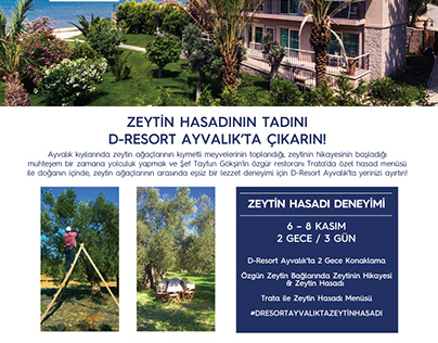 D-Resort Ayvalık // Zeytin Hasadı