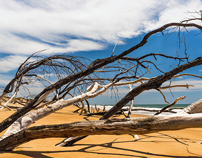 Windswept Beach trees
