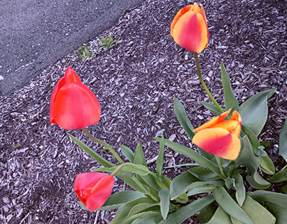 Two Red Two Orange Yellow-Striped Tulips