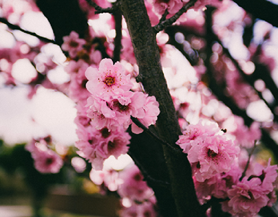 Cherry Blossoms - Vintage