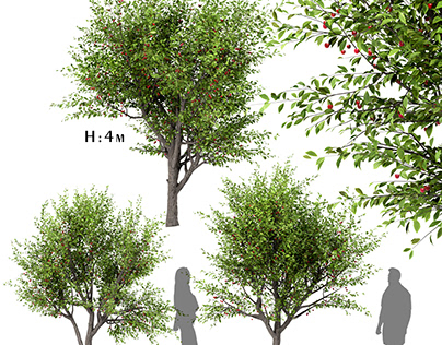 Set of Sour Cherry Trees (Prunus Cerasus) (3 Trees)