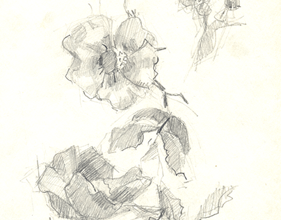 Dog-rose. Pencil drawing. Шипшина. Малюнок олівцем