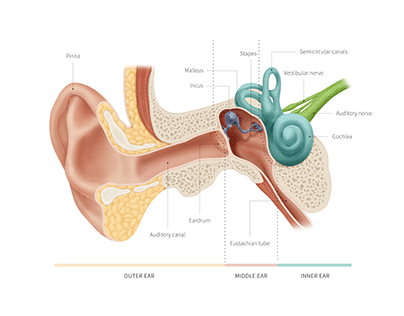 The Inner and Outer Ear