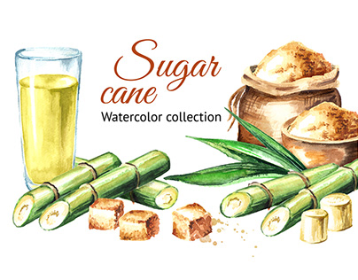 Sugar cane. Watercolor hand drawn illustration