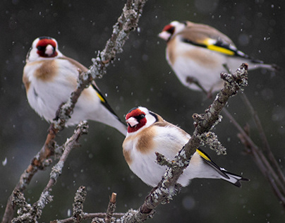 European goldfinch / Carduelis carduelis
