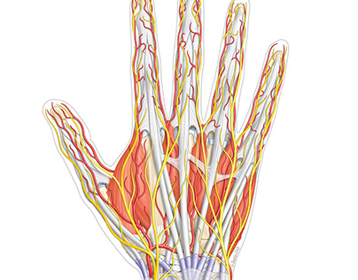 Vasculatisation et innervation de la main