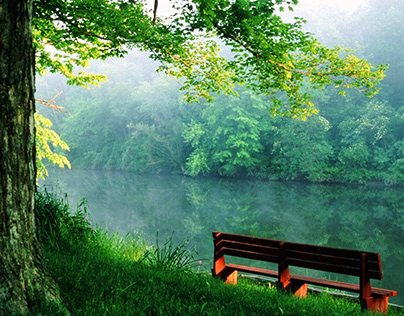 Tree beside lake with bench Wallpaper