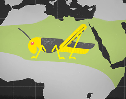 Project thumbnail - Vox Dot Com - Why Locusts are Descending on East Africa