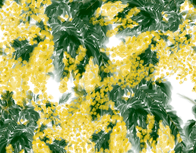 Yellow Acacias