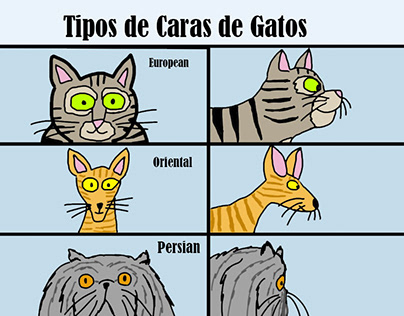 types of cat faces