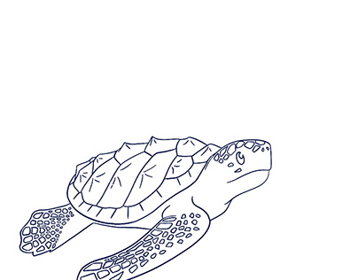 Ilustración, boceto, tortugas
