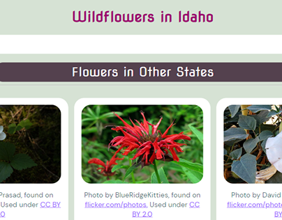 Flowering States Website: A Look at the Process