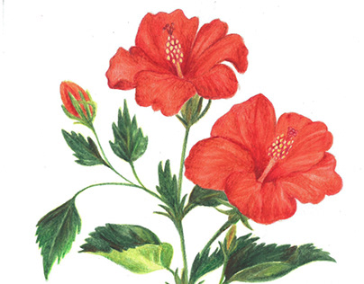 amapola - botanical illustration