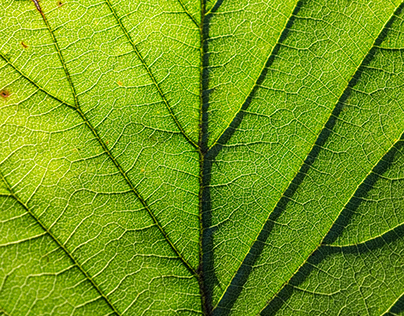 Macro Photograph Of A Leaf