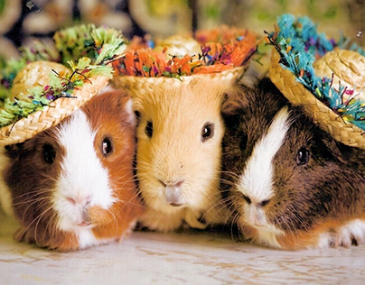 WANTED: 3 GUINEA PIGS