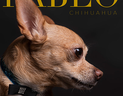 Project thumbnail - Pablo - Chihuahua