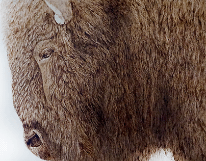 Wisent Pyrography