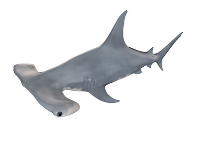 Hammerhead shark 3d model