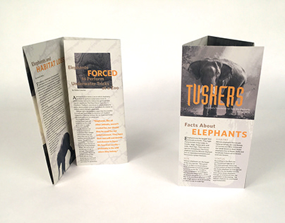 Newsletter Design: Tuskers