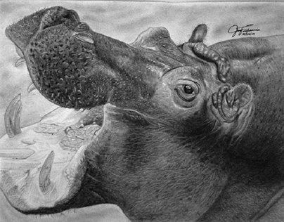 Hippo Study Drawing