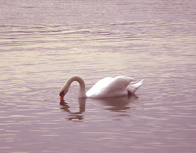 Swan on Danube river, 2014.
