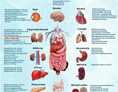 Viruses affect different human organs