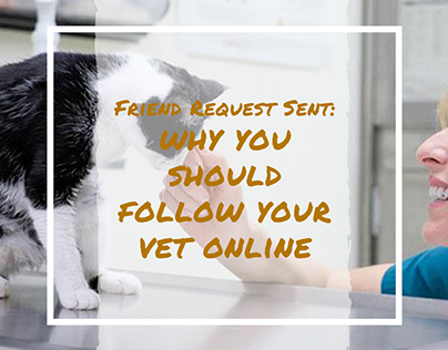 Why You Should Follow Your Vet Online