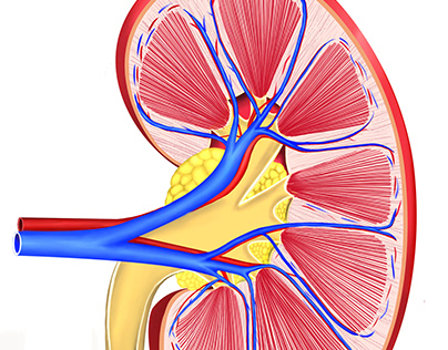 medical illustration of cut section of kidney