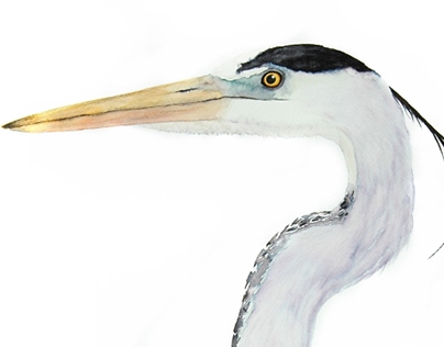 Great blue heron 2