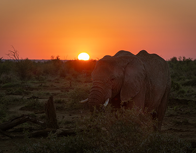 Elephant at sunrise.