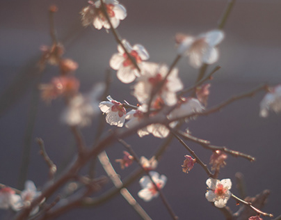 dreaming （ume flowers）