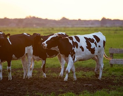 Healthy cows | Image source: Pexels.com