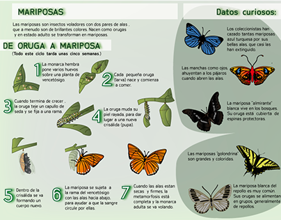 Infografía: Mariposas
