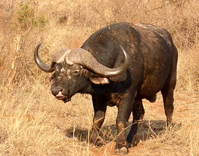 Cape Buffalo of South Africa - Mack Prioleau