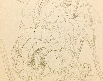 flower sketch Camellia