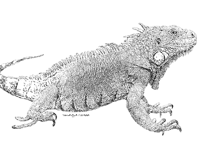 Drawing Iguana