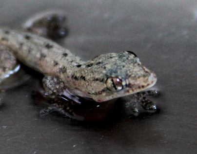 My Capture #58: Frequent Gecko
